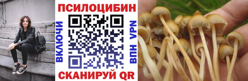 Купить где  Ливны  Галлюциногенные грибы Psilocybine cubensis 